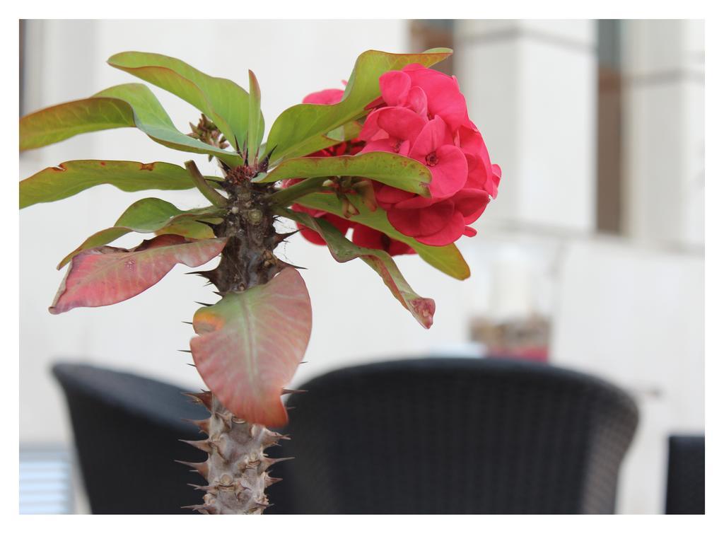 Hotel El Trebol การ์โบเนรัส ภายนอก รูปภาพ